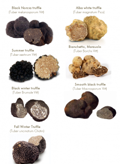 truffle-types_0-244x332.png